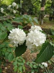 Viburnum plicatum