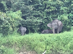 Elephas maximus borneensis