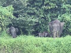 Elephas maximus borneensis