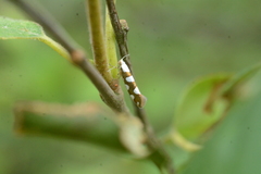 Argyresthia brockeella