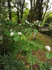 Viburnum plicatum