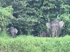 Elephas maximus borneensis