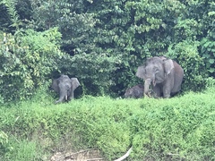 Elephas maximus borneensis