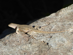 Sceloporus graciosus gracilis