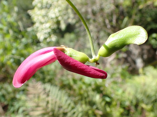 Canavalia hawaiiensis observed 2024-09-25