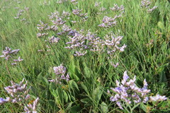 Limonium vulgare