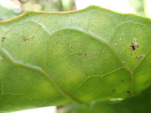 Hesperomannia arborescens