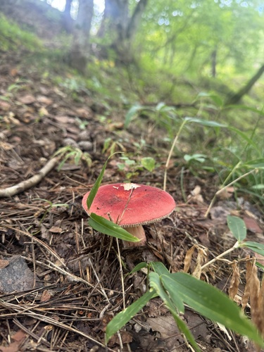 Russula