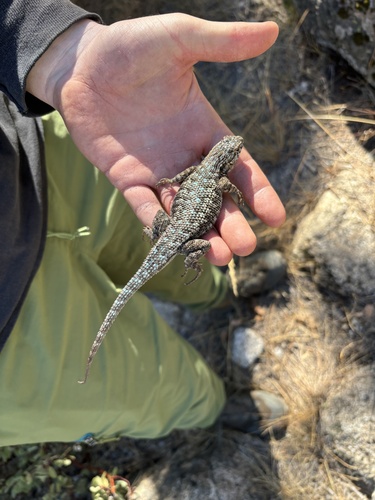 iNaturalist observation photo of Western Fence Lizard