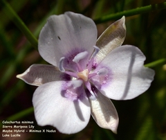 Calochortus minimus