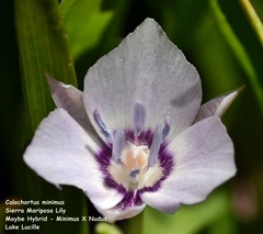 Calochortus minimus