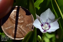 Calochortus minimus