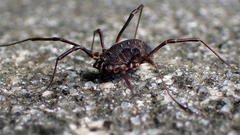 Himalphalangium spinulatum
