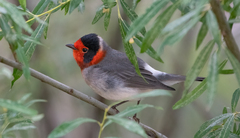 Red-Faced Warbler photo 5