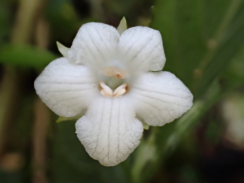 Cyrtandra grayi observed 2024-09-25