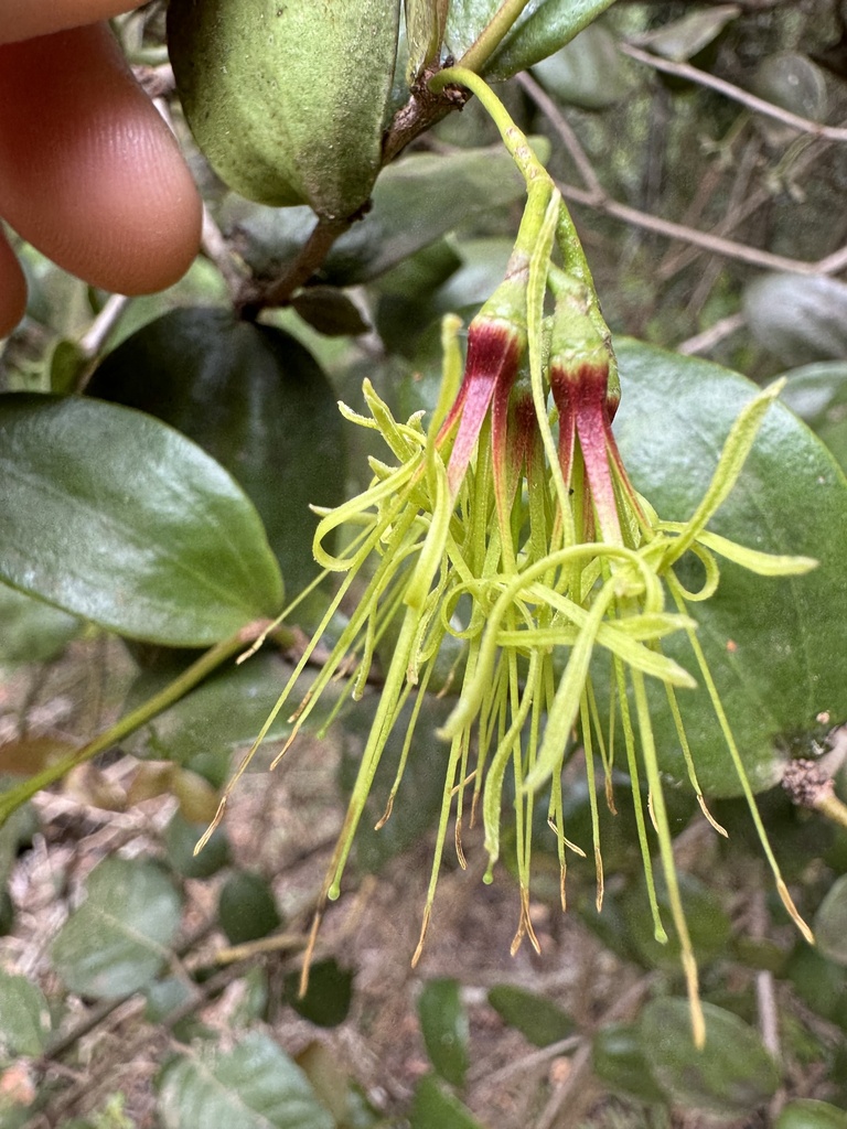 Amyema glabra