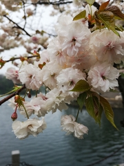 Prunus × lannesiana