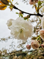 Prunus × lannesiana