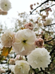 Prunus × lannesiana