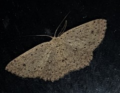Cyclophora turneri