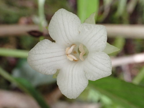 Cyrtandra grayi observed 2024-09-25
