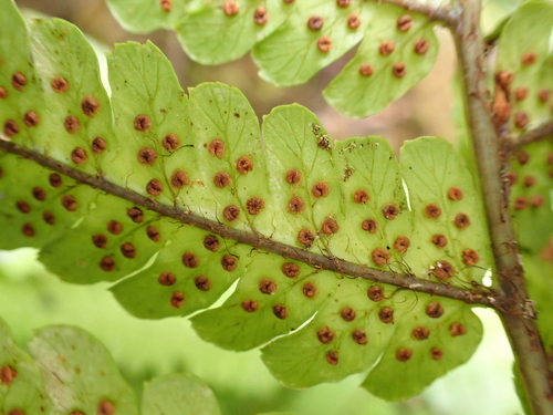 Dryopteris fuscoatra observed 2024-09-25
