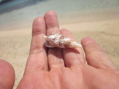 Rhinoclavis sinensis