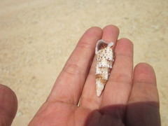 Rhinoclavis sinensis