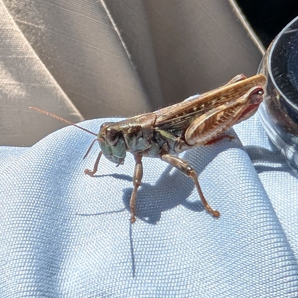 Gladston's Spur-throat Grasshopper