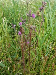 Cirsium palustre