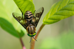 Chrysops divaricatus