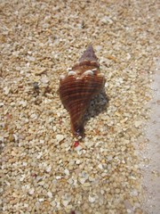 Pleuroploca trapezium