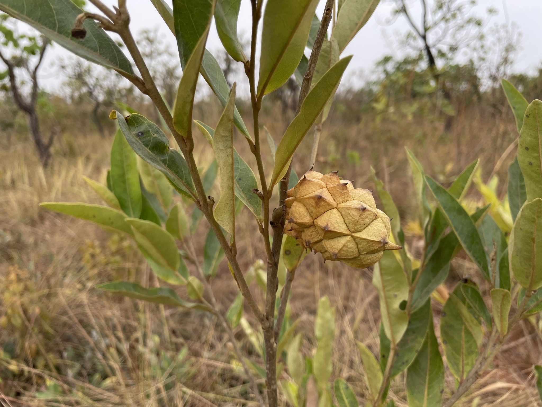 Imagem de Araticum-do-cerrado