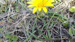 Gazania linearis linearis