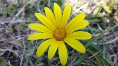 Gazania linearis linearis