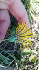 Gazania linearis linearis