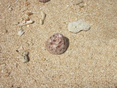 Trochus maculatus