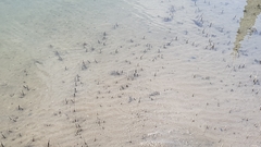 Tetractenos glaber
