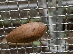 Pseudophoraspis nebulosa