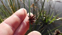 Afroscirpoides dioeca