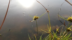 Cyperus polystachyos polystachyos