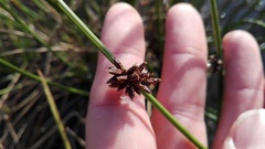 Afroscirpoides dioeca