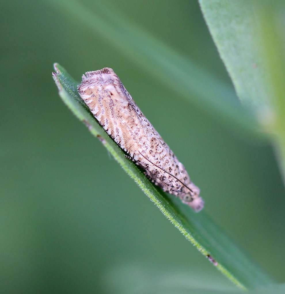 Pelochrista subtiliana