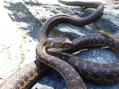 Thamnophis couchii