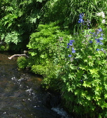 Delphinium brachycentrum
