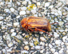Amphimallon solstitiale