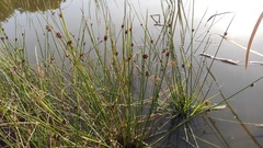 Afroscirpoides dioeca