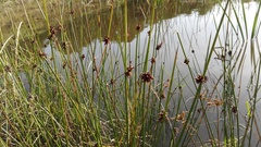 Afroscirpoides dioeca