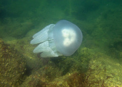 Acromitus flagellatus