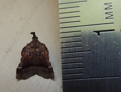 Clydonopteron sacculana